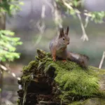 Orava- kuva Mehmet Cadiroglu