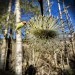 Pajun (raidan) hedekukka - Kuva Jukka Ranta