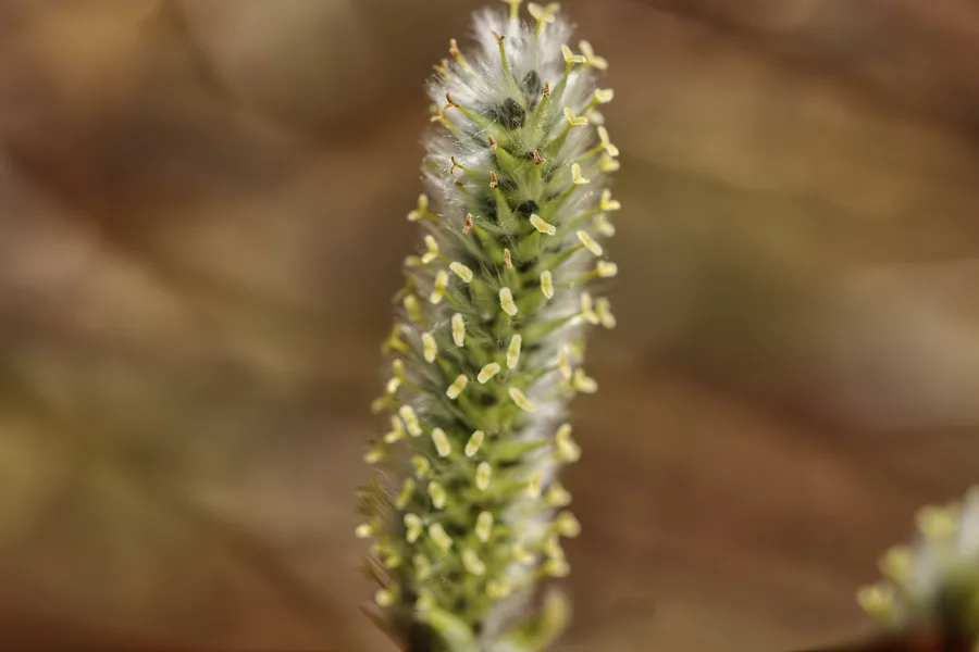 Pajun (raita) emikukka - Kuva Jukka Ranta