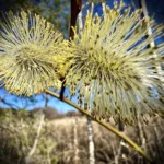 Pajun (raita) hedekukka kaksoset- Kuva Jukka Ranta