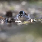 Pajusirkku - Paul Stevens