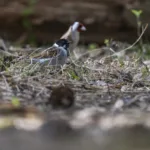 Pajusirkku ja tikli - Paul Stevens