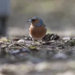 Peippo - Paul Stevens