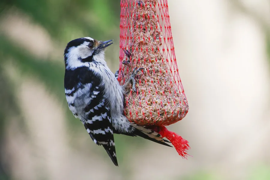 Pikkutikka naaras - kuva Mehmet Cadiroglu