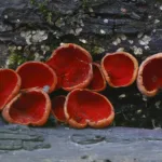 Punamaljakkaat- kuva Mehmet Cadiroglu