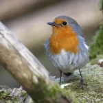 Punarinta- kuva Mehmet Cadiroglu