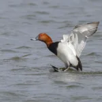 Punasotka- kuva Mehmet Cadiroglu