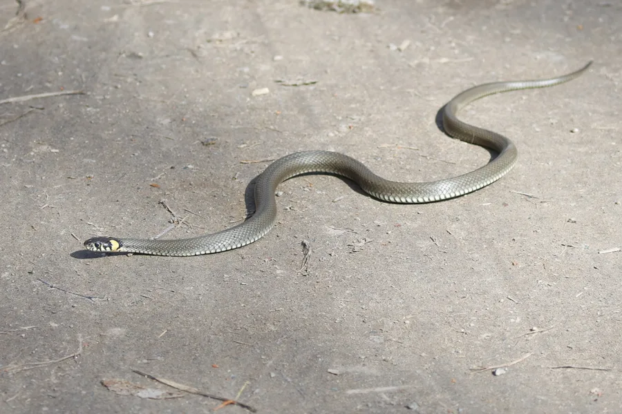 Rantakäärme - kuva Mehmet Cadiroglu