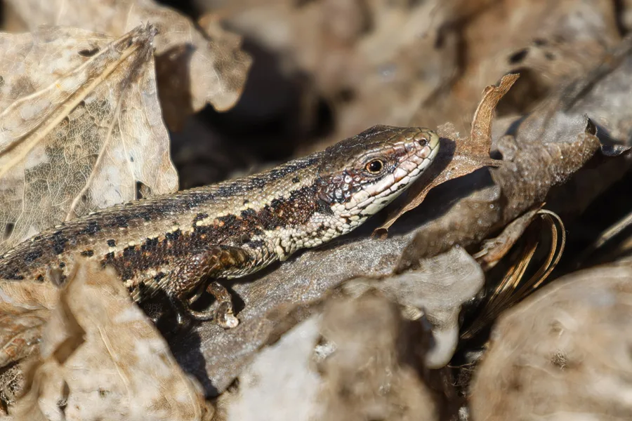 Sisilisko - kuva Mehmet Cadiroglu