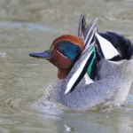 Tavin kosioeleitä- kuva Mehmet Cadiroglu