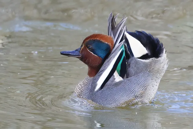 Tavin kosioeleitä- kuva Mehmet Cadiroglu