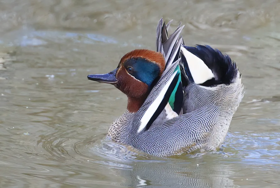 Tavin kosioeleitä- kuva Mehmet Cadiroglu