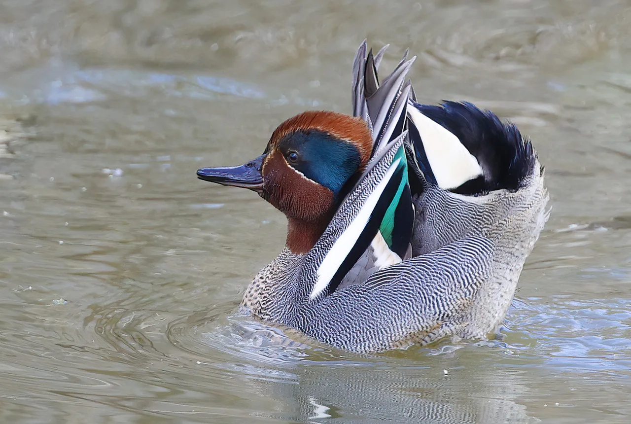 Tavin kosioeleitä- kuva Mehmet Cadiroglu
