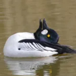 Telkän kosioeleitä- kuva Mehmet Cadiroglu