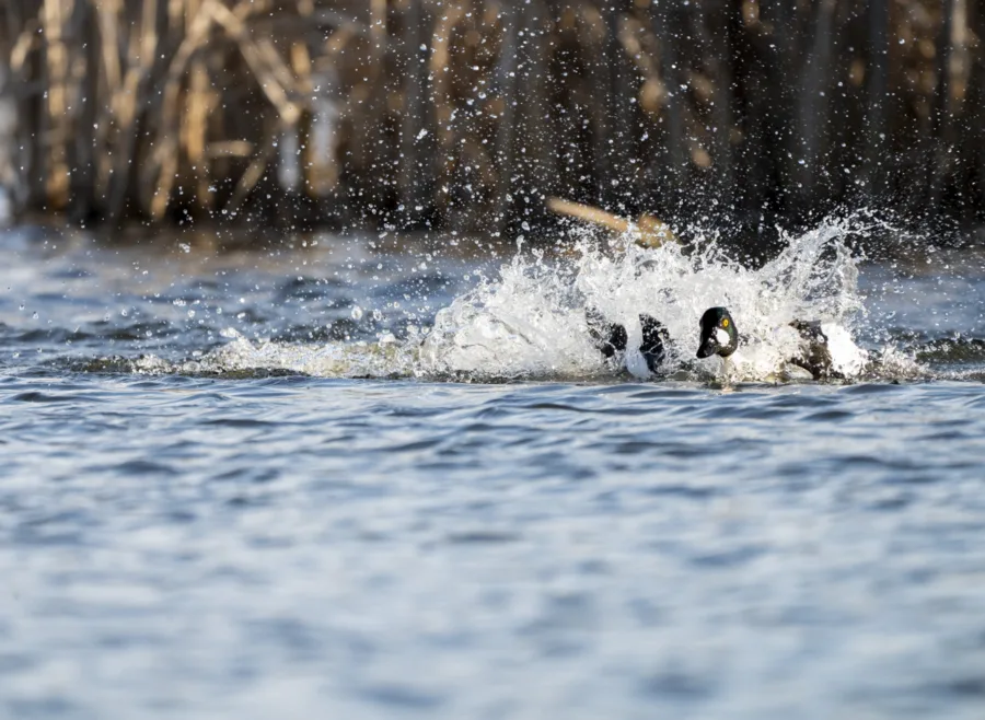 Telkkäkoiraiden taistelu - Kuva Paul Stevens
