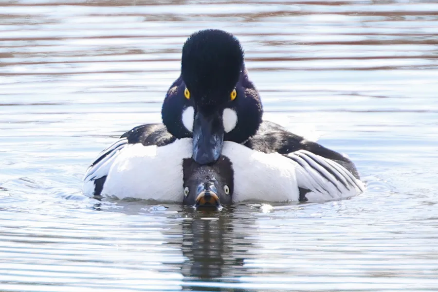 Telkkien parittelu - kuva Mehmet Cadiroglu