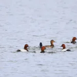 Tukka- ja punasotkat - kuva Mehmet Cadiroglu