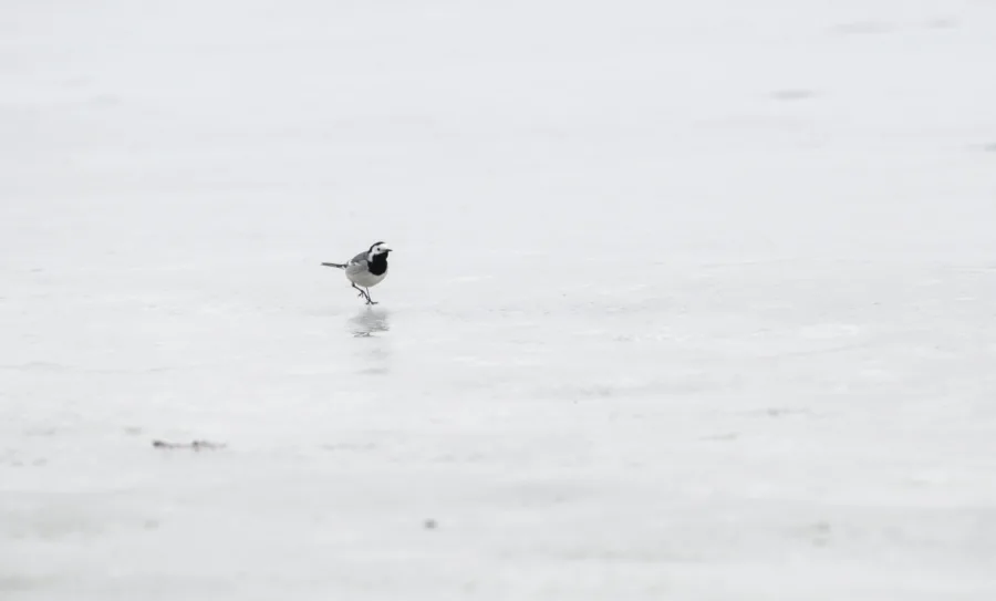 Västäräkki - Kuva Paul Stevens