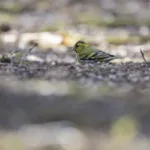 Vihervarpunen - Paul Stevens