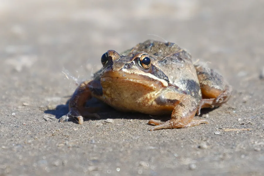 Viitasammakko - kuva Mehmet Cadiroglu