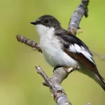 Kirjosieppokoiras - kuva Mehmet Cadiroglu