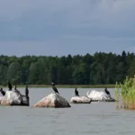 Sataman luodon merimetsot - Tommi Heinonen