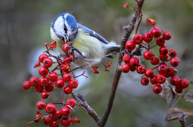 22 Sinitiainen – Kuva Esa Mälkönen Sinitiainen - Kuva Esa Mälkönen