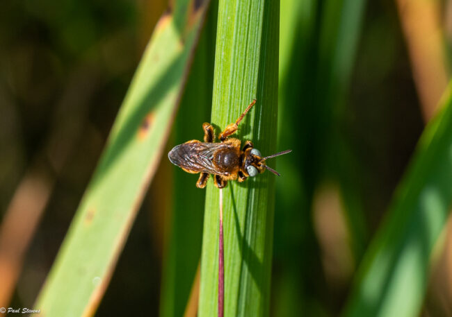 Alpiloismehiläinen – Kuva Paul Stevens