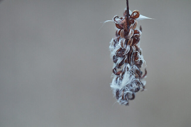 Artikkelikuva Halava Kuva Jukka Ranta Halava. Kuva: Jukka Ranta