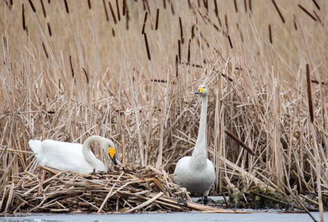 Artikkelikuva Laulujoutsenet rakentamassa pesää. Kuva: Mikko Joensivu