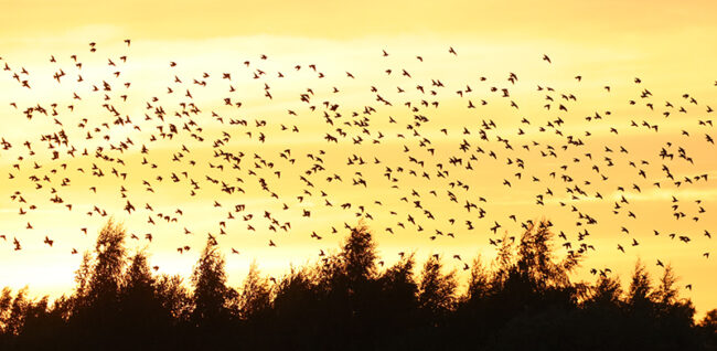 Artikkelikuva Monisatapäinen kottaraisparvi – Kuva Esa Mälkönen Monisatapäinen kottaraisparvi. Kuva: Esa Mälkönen