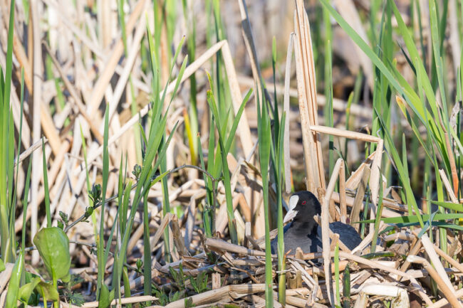 Artikkelikuva Nokikana hautoo, Bore (1100 of 1) Nokikana hautoo. Kuva: Bore Wanner