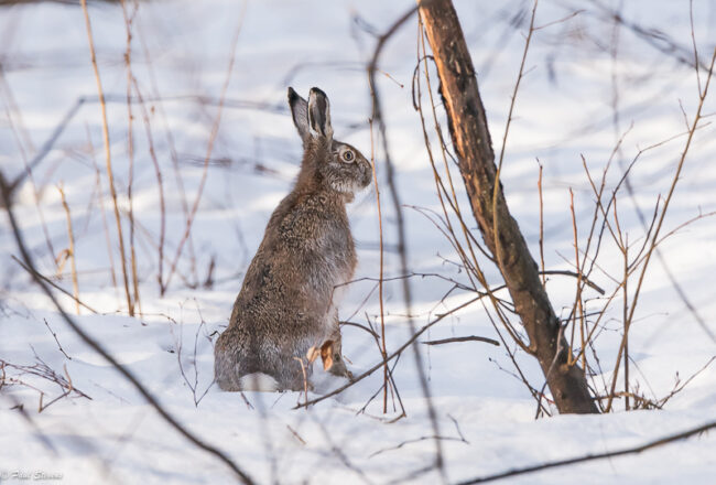 Rusakko talvipuvussa – Kuva Paul Stevens