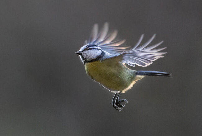 Artikkelikuva Sinitiainen – Kuva Esa Mälkönen Sinitiainen. Kuva: Esa Mälkönen