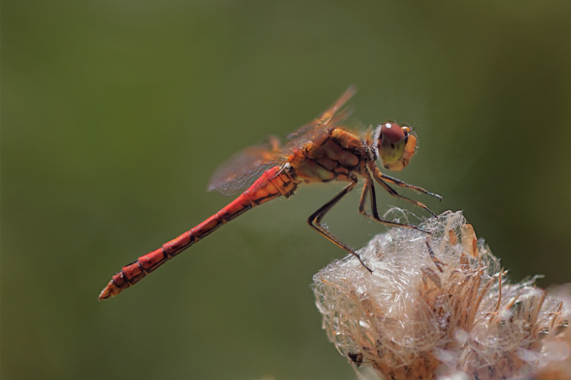 Elokorento-Kuva-Jukka-Ranta