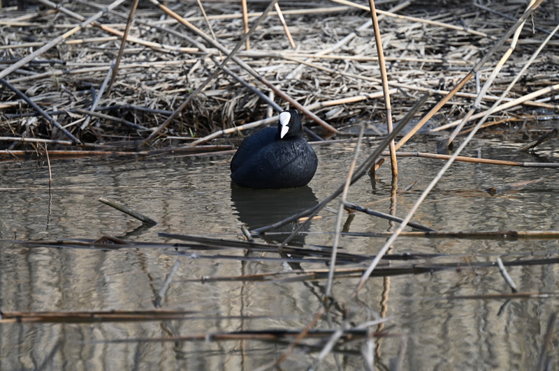 Ensimmäinen nokikana - Kuva Tommi Heinonen