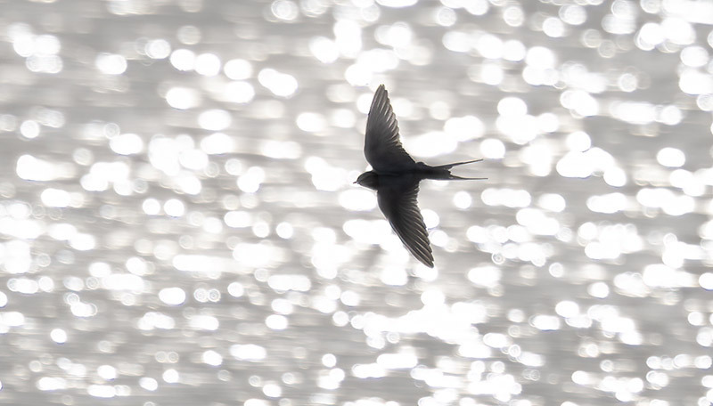 Haarapääsky - Kuva Esa Mälkönen