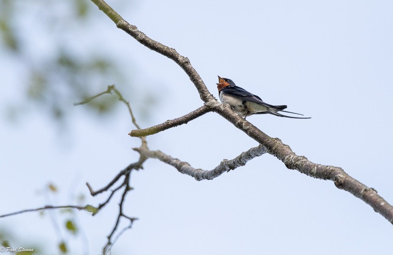 Haarapääsky äänessä puussa