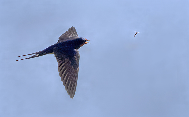 Haarapääsky hyönteispyynnissä – Kuva Esa Mälkönen