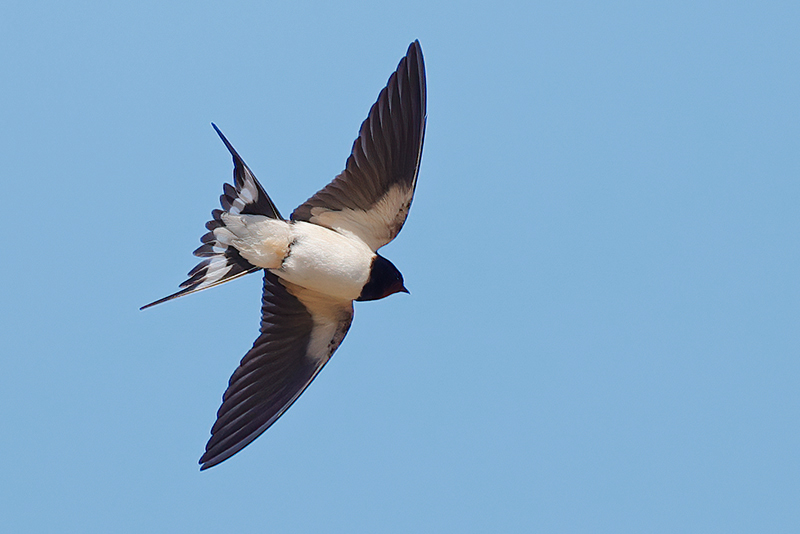 Haarapääsky - kuva Mehmet Cadiroglu