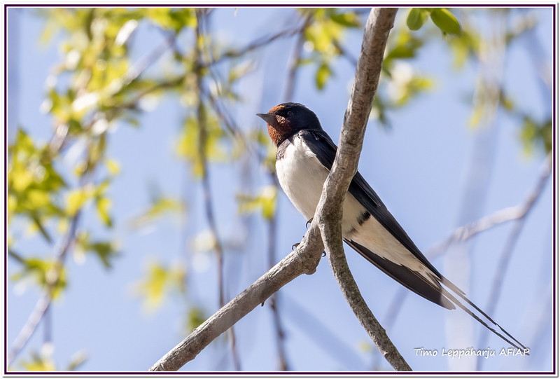 Haarapääsky - kuva Timo Leppäharju AFIAP