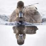 Harmaasorsa - Kuva Esa Mälkönen