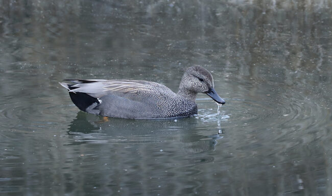 Harmaasorsa_EsaM_3283