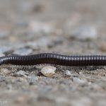 Hietatuhatjalkainen - Kuva Mehmet Cadiroglu