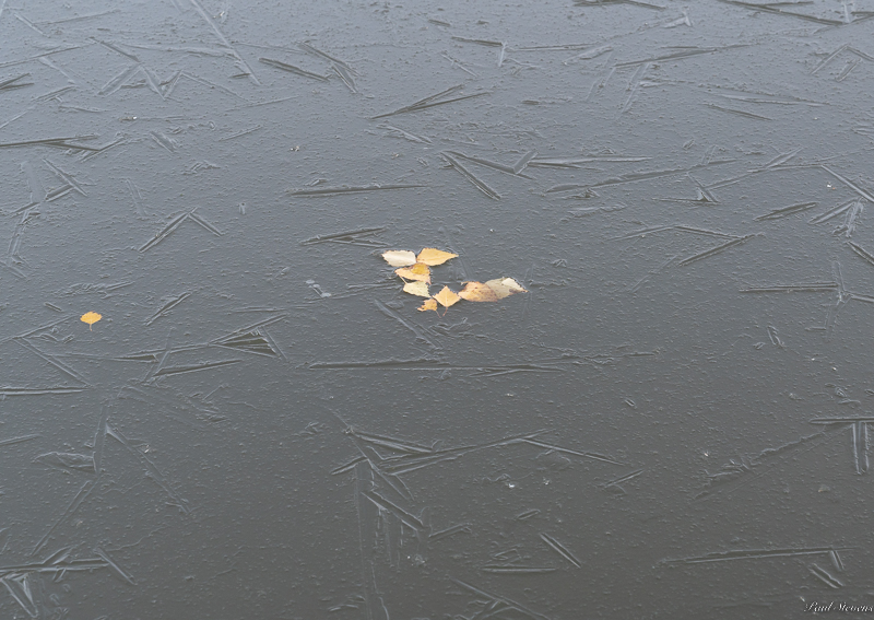 Jäätynyt - Kuva Paul Stevens
