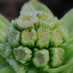 Japanin ruttojuuri - Kuva Jukka Ranta