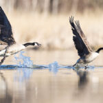 Kanadanhanhien reviirikiistaa - Kuva Tuomas Heinonen
