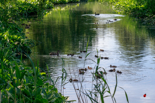 Kanavassa kasvaa uusi sorsasukupolvi. Kuva: Timo Leppäharju Kanavassa kasvaa uusi sorsasukupolvi. Kuva: Timo Leppäharju