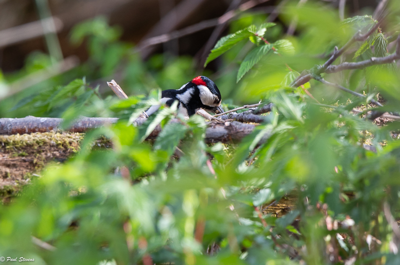 Käpytikka maassa - Paul Stevens