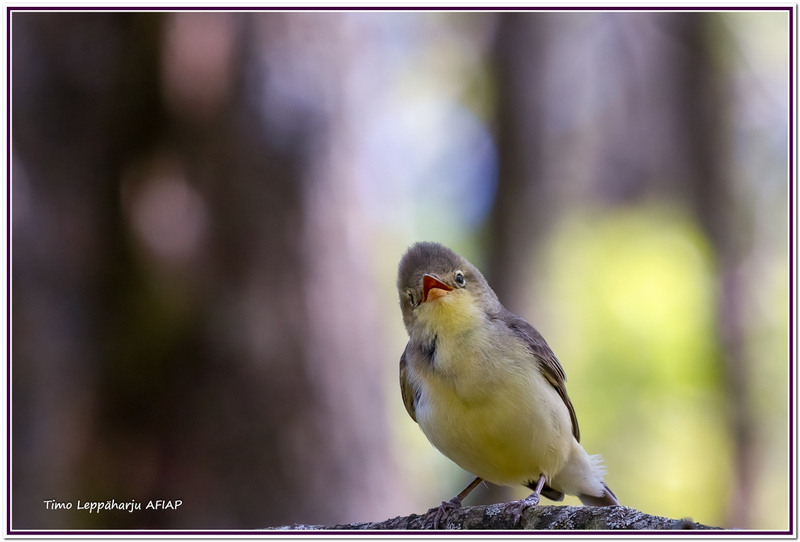 Kultarinta - kuva Timo Leppäharju AFIAP